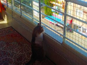kedi koruma filesi 3 mm 4x4 karaman 3