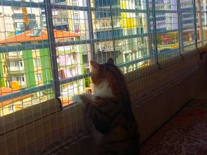 kedi koruma filesi 3 mm 4x4 karaman