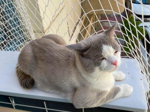 manisa sehzadeler 3 mm 4x4 kedi filesi