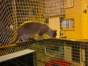 manisa sehzadeler 3 mm 4x4 kedi filesi 4